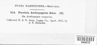 Puccinia andropogonis image